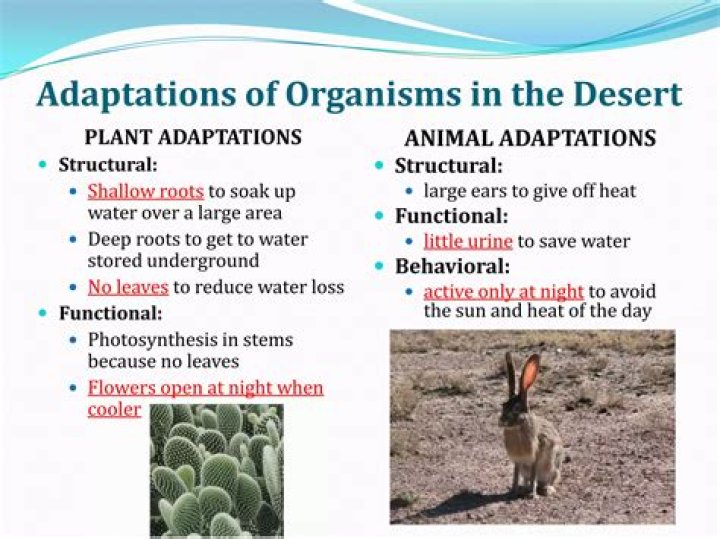 Adaptation - How To Discuss