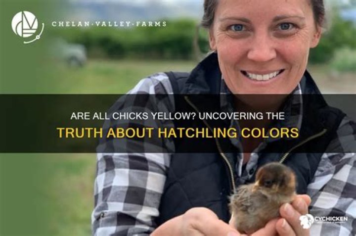 Are all chicks yellow when they hatch