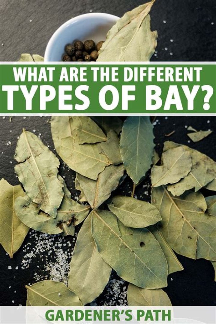 Are all types of bay leaves edible