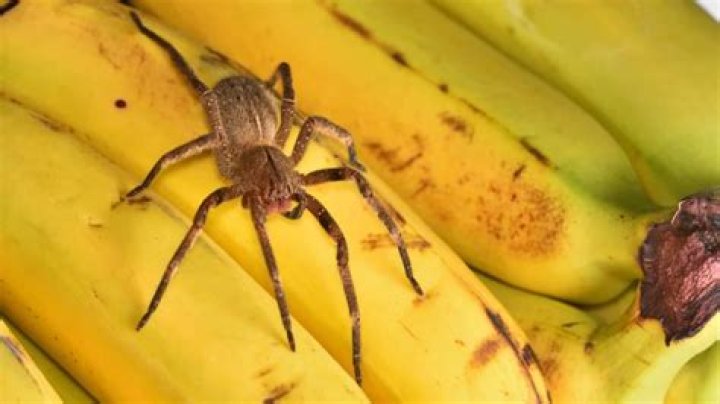 Are American banana spiders poisonous