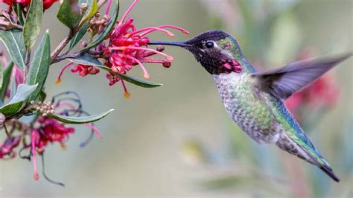 Are Anna hummingbirds territorial
