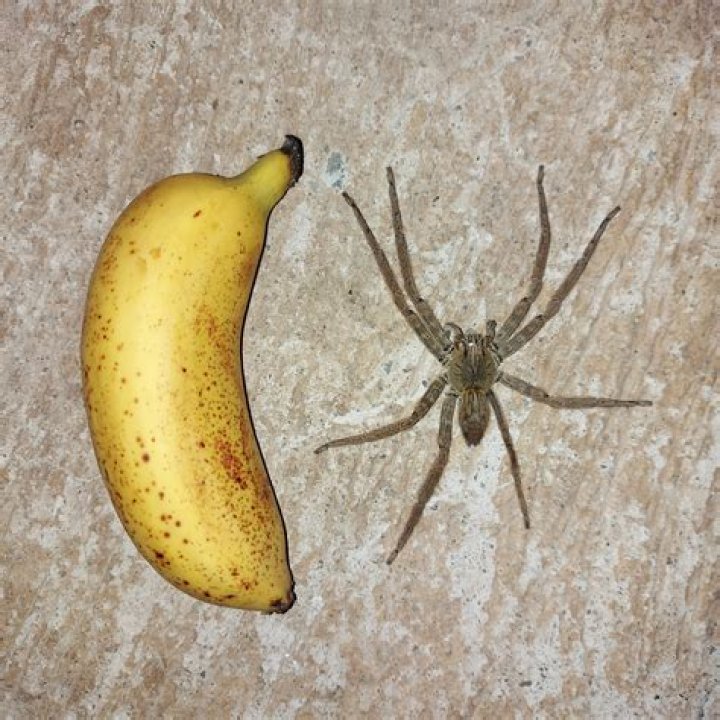 Are banana spiders in North America
