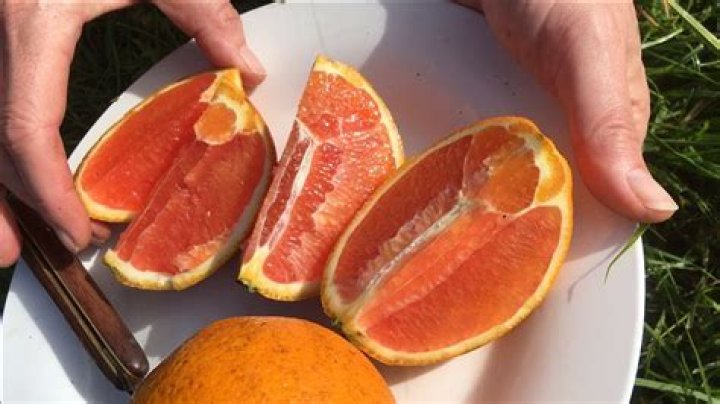 Are blood oranges and Cara Cara oranges the same