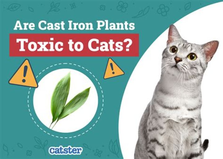 Are cast iron plants toxic to cats