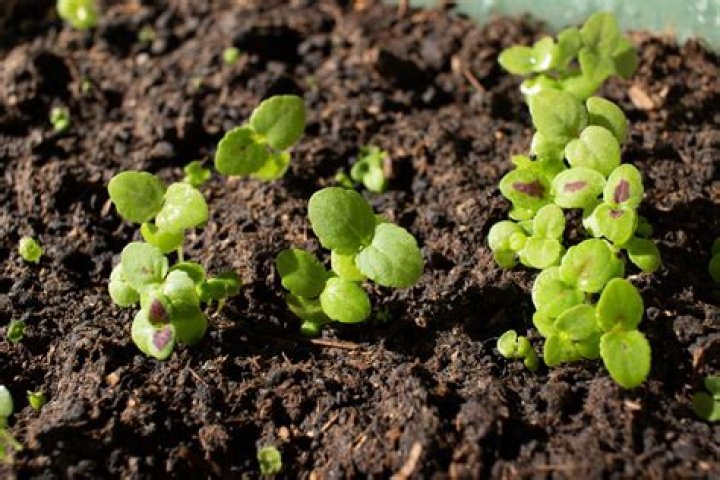 Are coleus easy to grow from seed