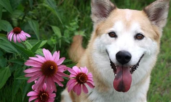 Are coneflowers toxic to dogs