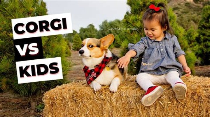 Are Corgis Good With Kids
