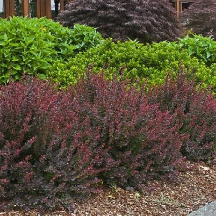 Are Crimson Pygmy Barberry Evergreen