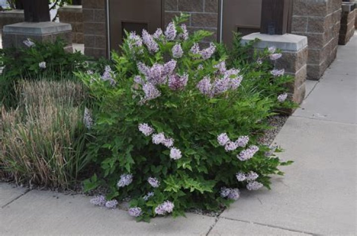 Are dwarf lilacs Evergreen