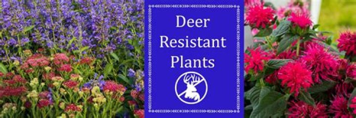 Are Esperanza plants deer resistant