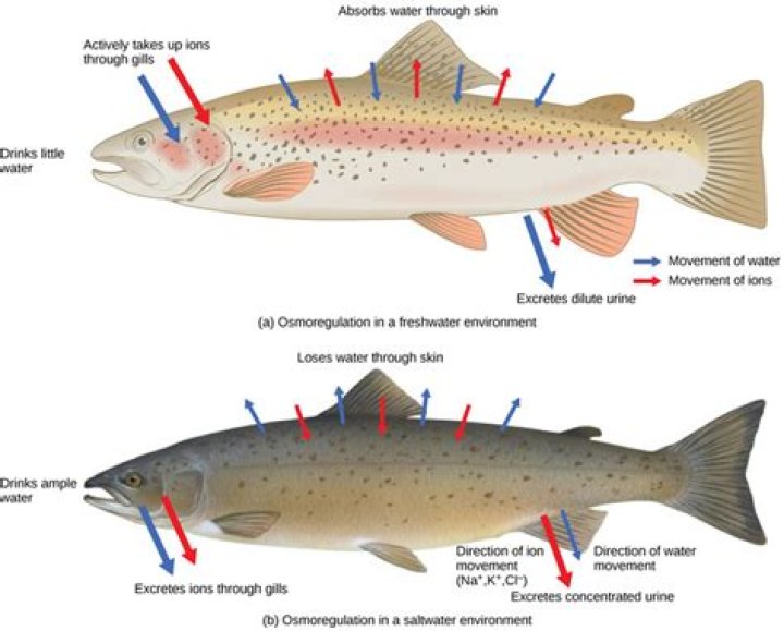 Are Fish Osmoconformers Or Osmoregulators