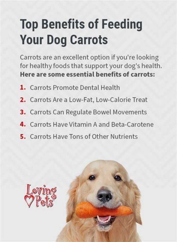Are Frozen Carrots Good For Dogs