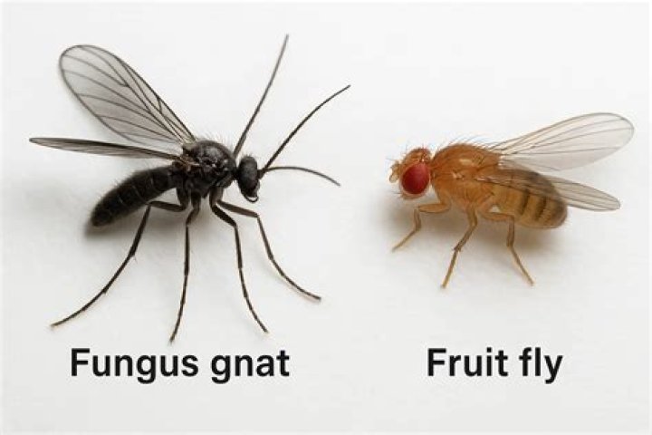 Are fruit flies and gnats the same bug
