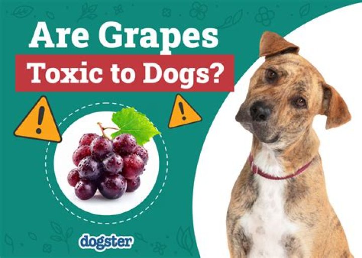 Are grapes toxic to rabbits