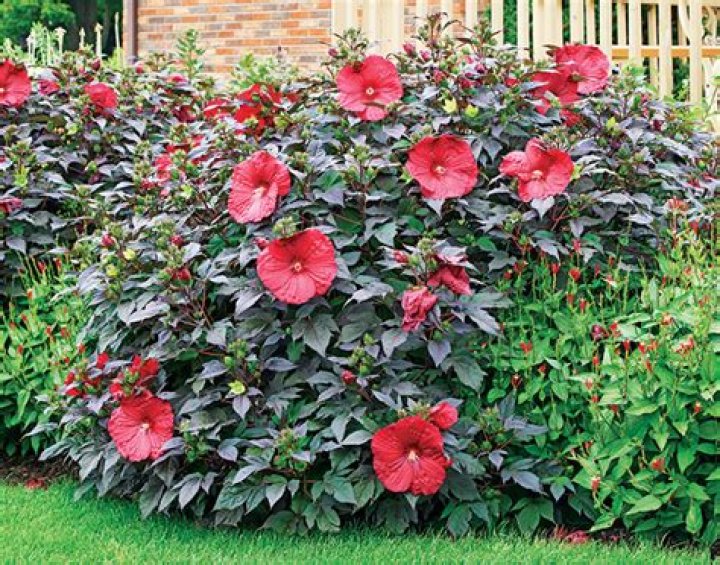 Are Hibiscus Hardy UK