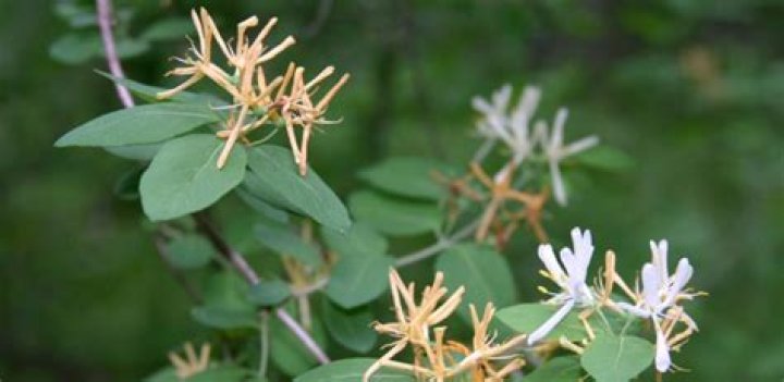 Are honeysuckle plants poisonous
