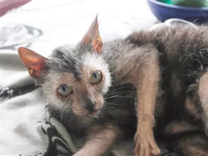 Are Lykoi cats healthy