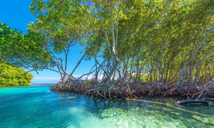 Are mangroves good for a refugium