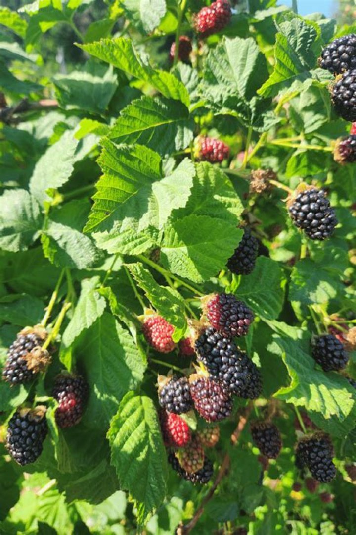 Are Marionberries invasive