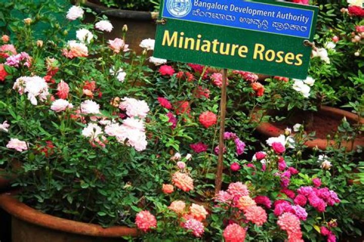Are miniature roses edible