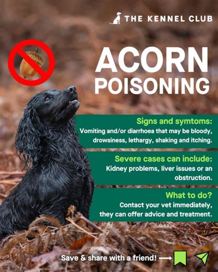 Are oak acorns poisonous to dogs