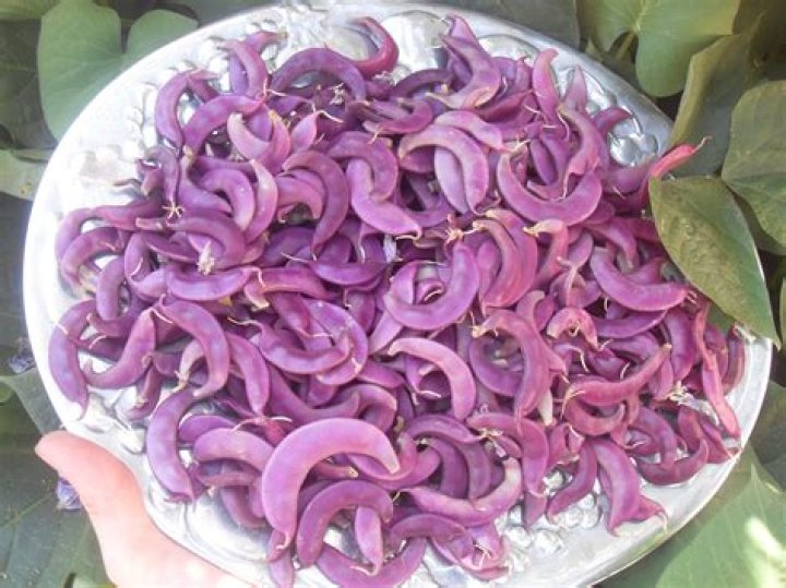 Are purple hyacinth beans poisonous
