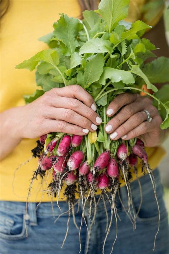 Are radishes nitrogen fixing