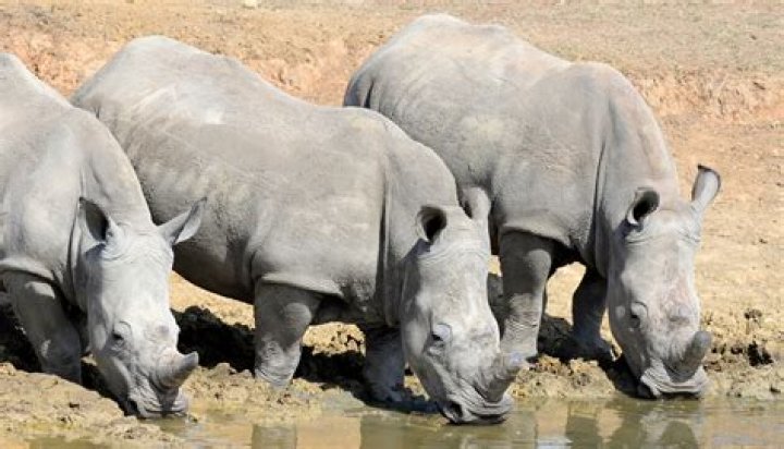 Are Rhinos Herbivores - How To Discuss