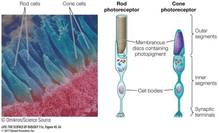 Are rods and cones neurons