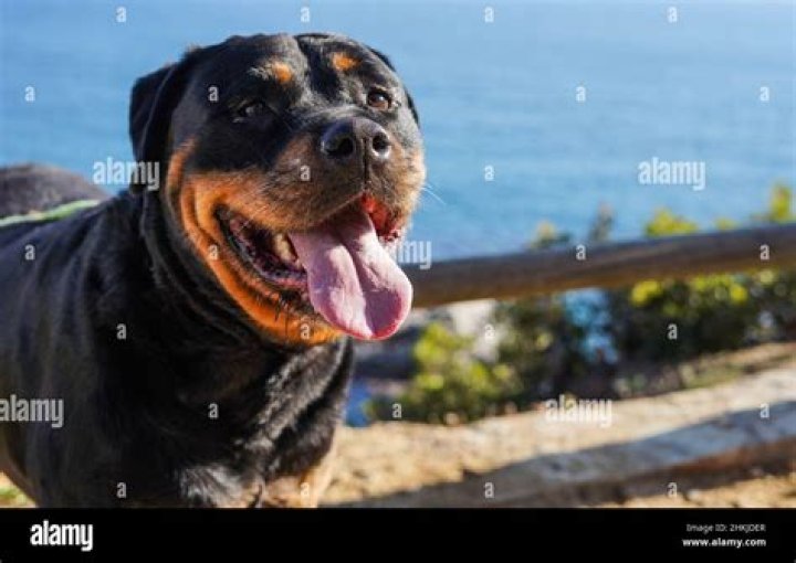 Are Rottweilers Still Used As Police Dogs