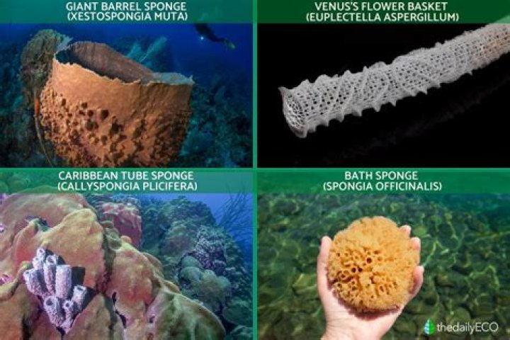 Are sea sponges safe as tampons