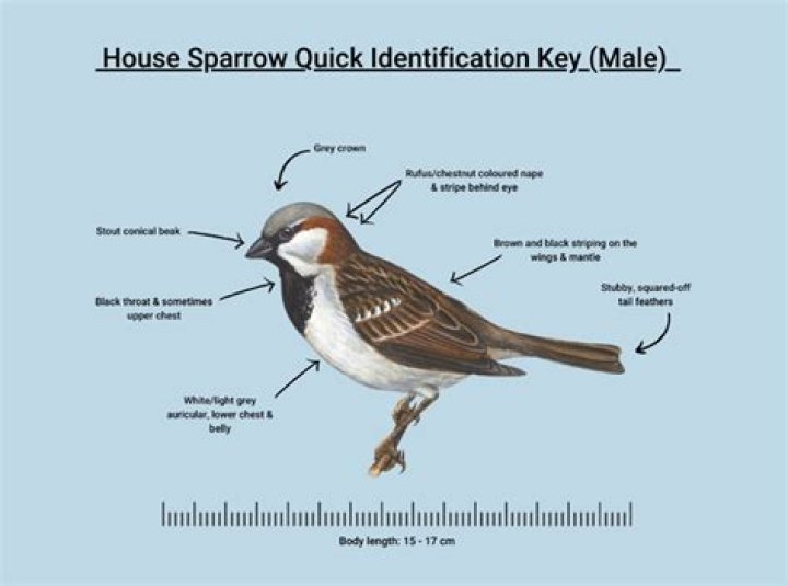 Are sparrows native to the US
