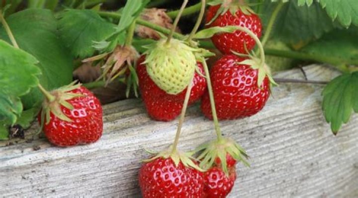 Are strawberries perennial in Ontario