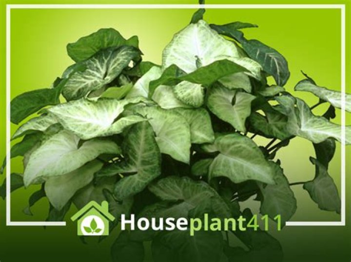 Are Syngonium toxic to cats