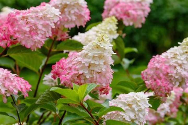 Are there any evergreen hydrangeas