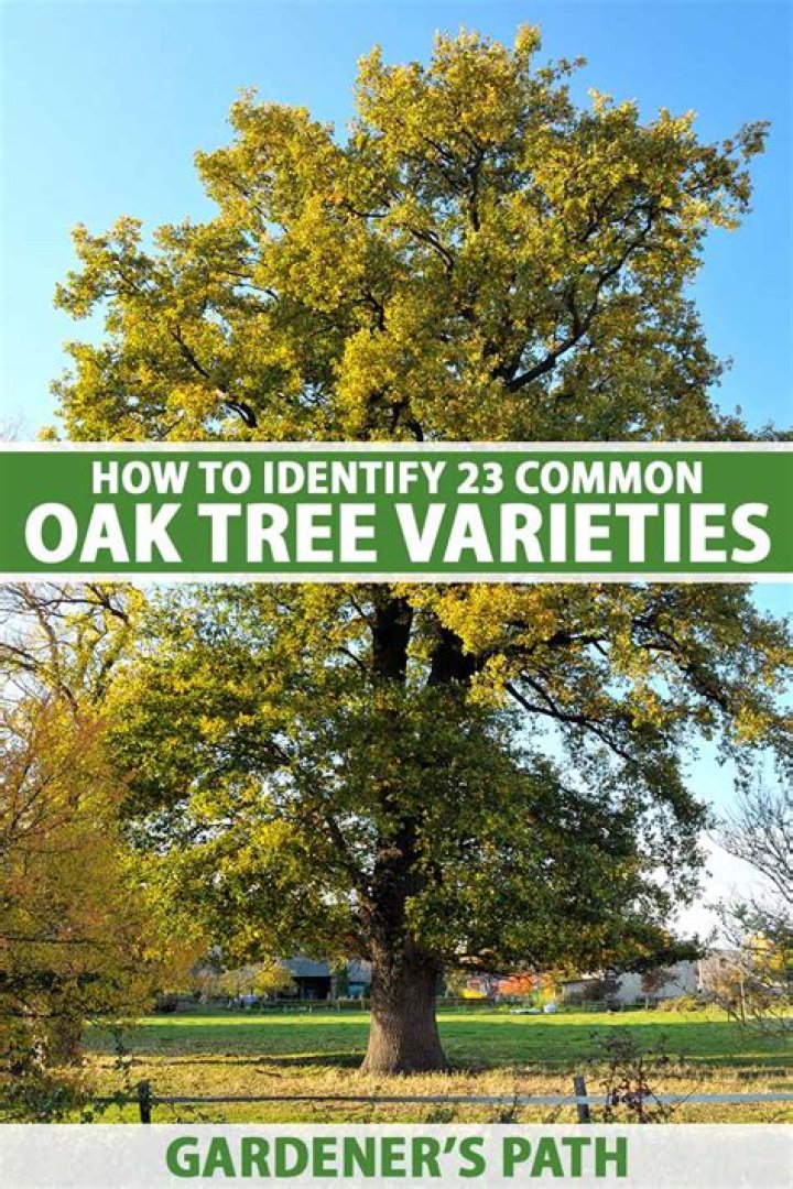 Are there oak trees in Pennsylvania