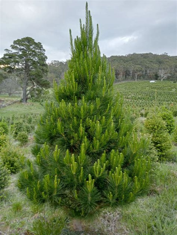 Are there pine trees in Australia
