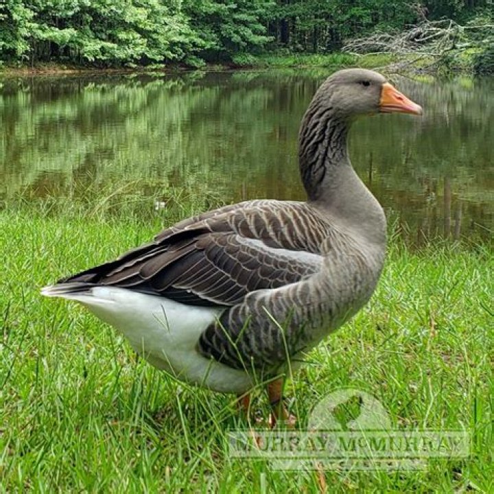 Are Toulouse geese friendly