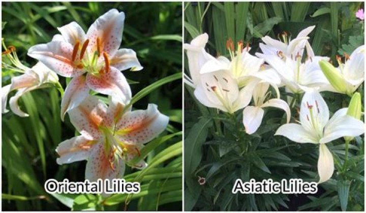 Asian lilies - How To Discuss
