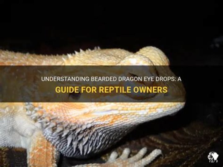 Bearded Dragon Eye Drops - How To Discuss
