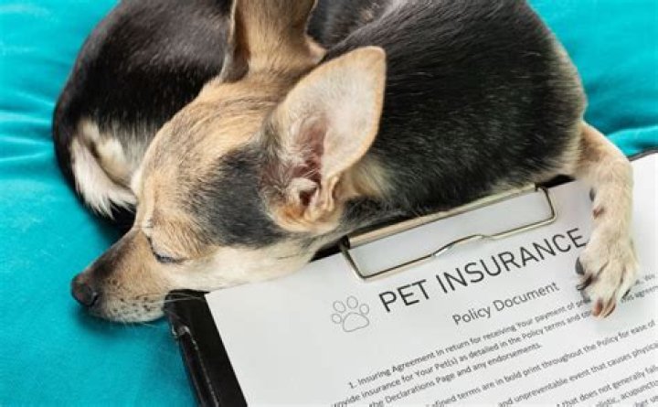 Best pet insurance for small dogs