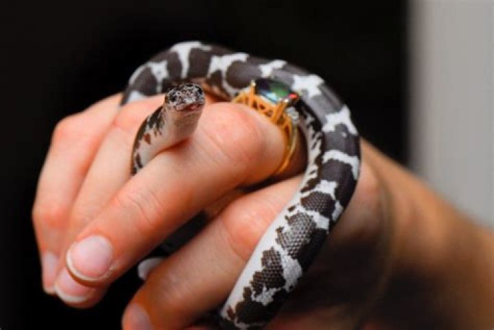 BEST SMALL SNAKES FOR PETS