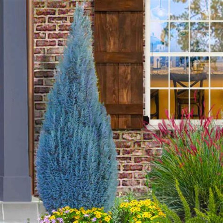 Blue ice cypress - How To Discuss