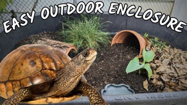 Box turtle habitat - How To Discuss