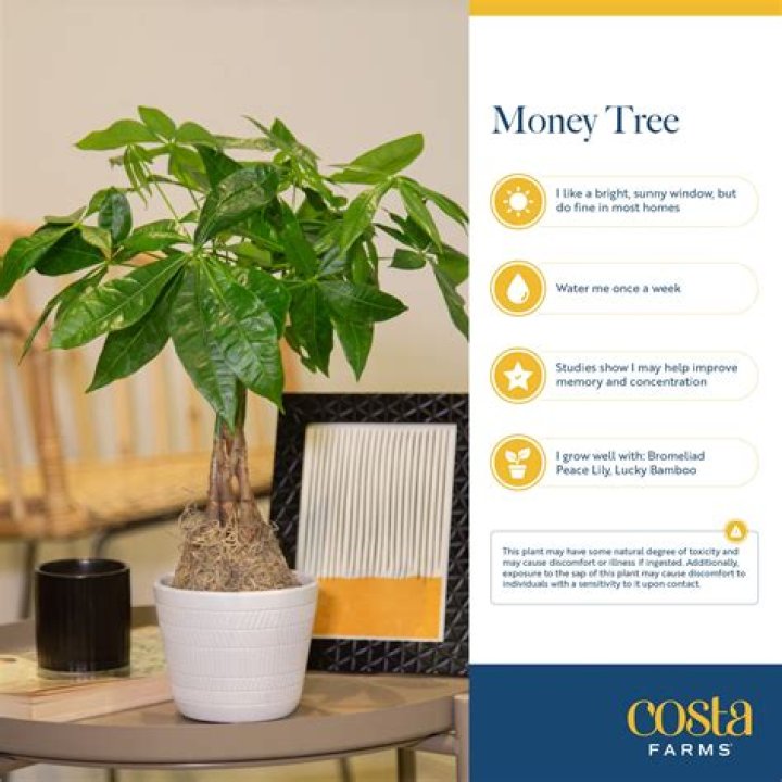Braided money tree - How To Discuss
