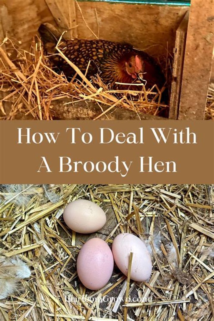 Broody - How To Discuss