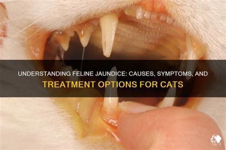 Can a cat get jaundice