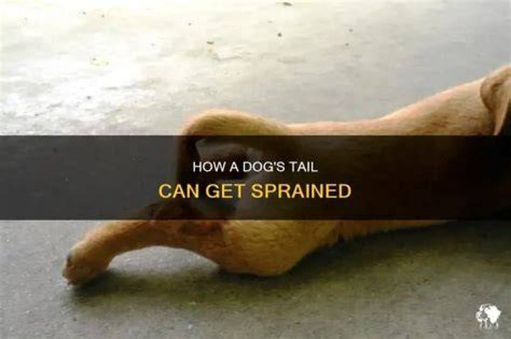 Can A Dog Sprain Their Tail