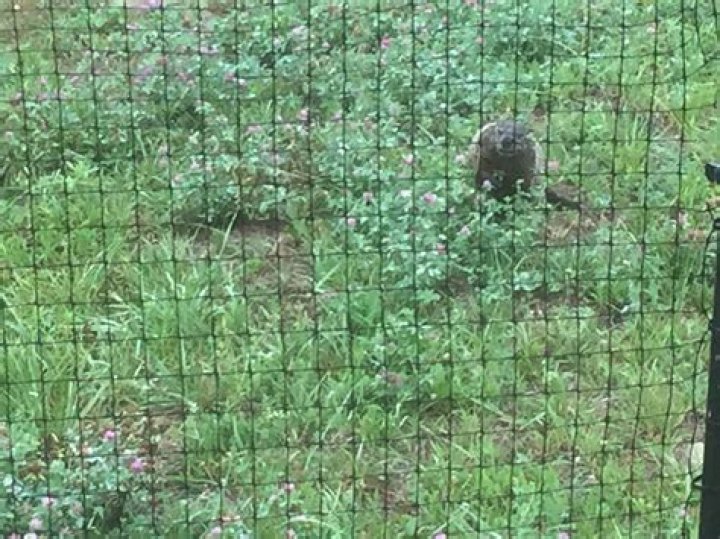 Can a groundhog climb a fence