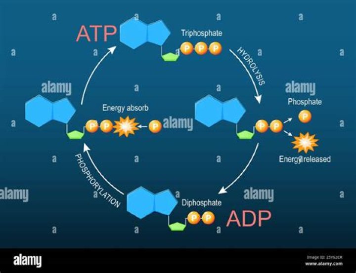 Can ADP be used for energy